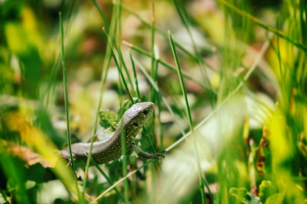 Lézard Animal Dans Nature Slovaquie — Photo