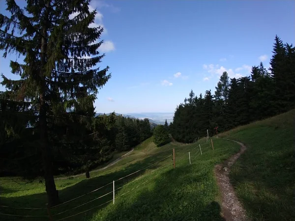 Granar Skog Slovakien — Stockfoto