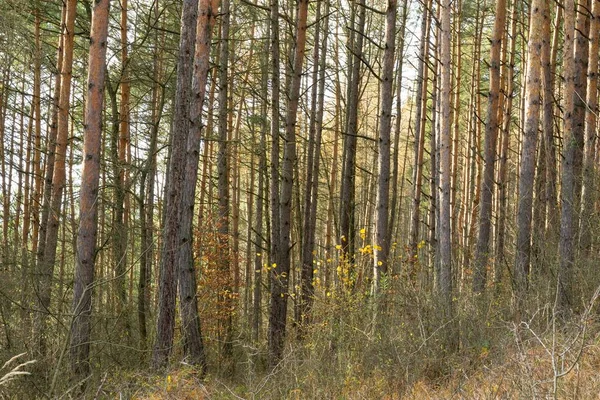 Arbres Magiques Dans Forêt Pendant Journée Ensoleillée Slovaquie — Photo