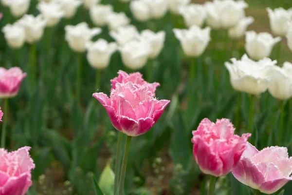 Białe Różowe Tulipany Kwitnące Polu — Zdjęcie stockowe