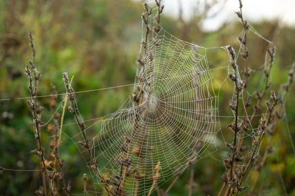 Toile Araignée Dans Champ Printemps — Photo