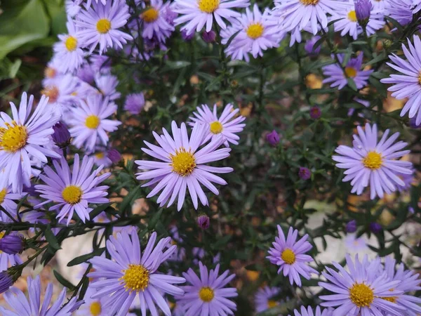 Красиві Квіти Природному Фоні — стокове фото