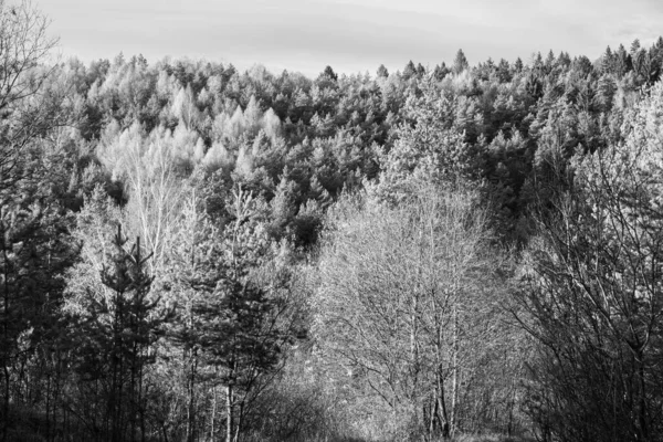 Zauberhafte Bäume Wald Sonnigen Tagen Slowakei — Stockfoto