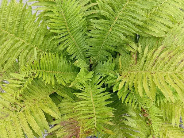 Naturlig Grön Bakgrund Gröna Blad — Stockfoto