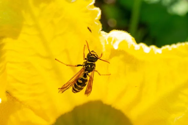 Guêpe Sur Belle Fleur Jaune — Photo