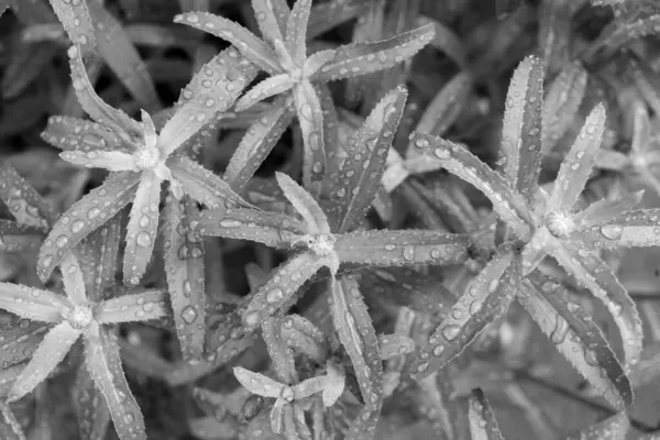 Piękne Botaniczne Ujęcie Naturalna Tapeta — Zdjęcie stockowe