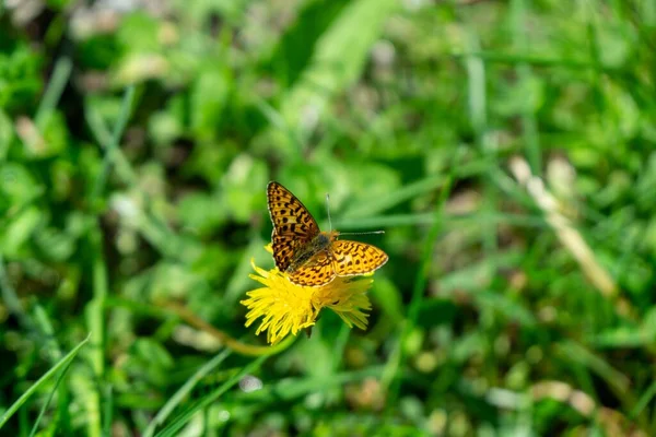 Schmetterling Auf Schöner Blume Auf Hintergrund Nahaufnahme — Stockfoto