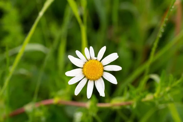 自然界で花を咲かせ — ストック写真