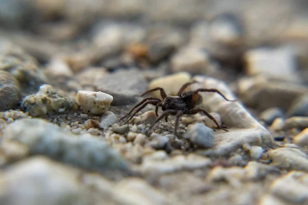 Örümcek Ile Yakın Çekim — Stok fotoğraf