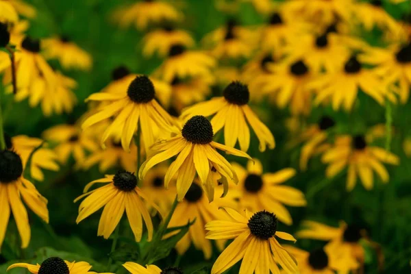 Желтые Цветы Поле Крупным Планом — стоковое фото