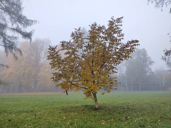 Осінні Дерева Парку Словаччина — стокове фото