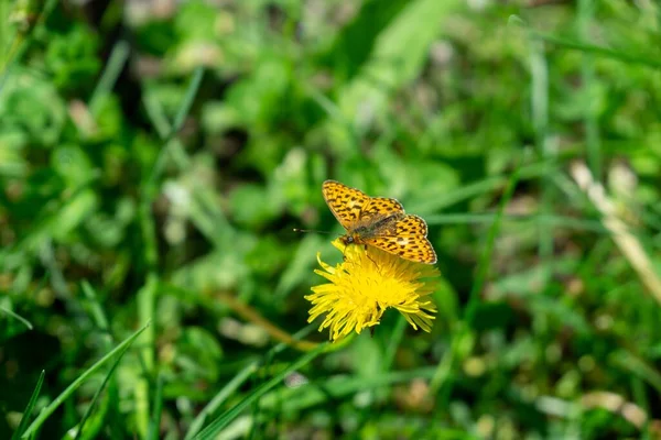 Schmetterling Auf Schöner Blume Auf Hintergrund Nahaufnahme — Stockfoto