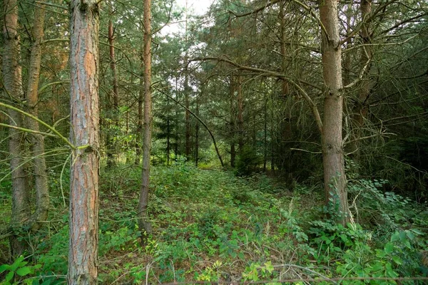Árboles Mágicos Bosque Durante Día Soleado Países Bajos —  Fotos de Stock