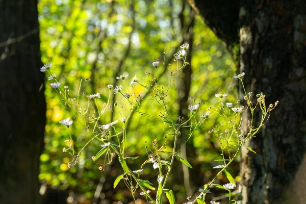 Bellissimo Paesaggio Naturale Slovacchia — Foto Stock