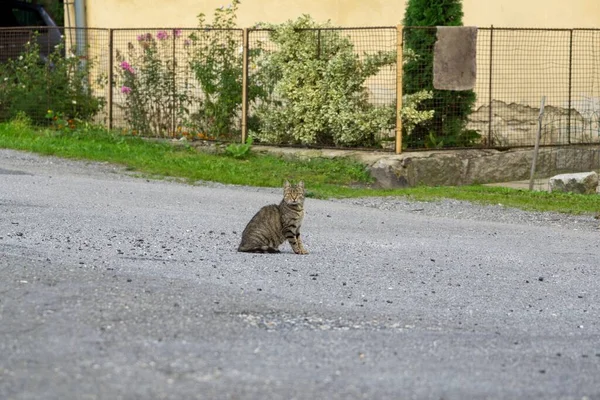 Lindo Gato Aire Libre Parque —  Fotos de Stock