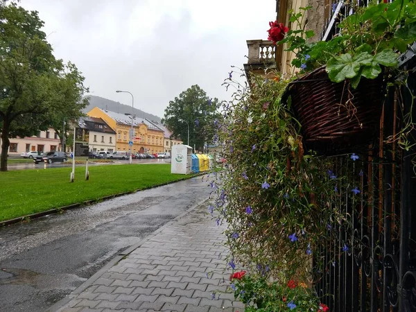 Vackra Blommor Stadsgatan Dagtid Skjuten — Stockfoto