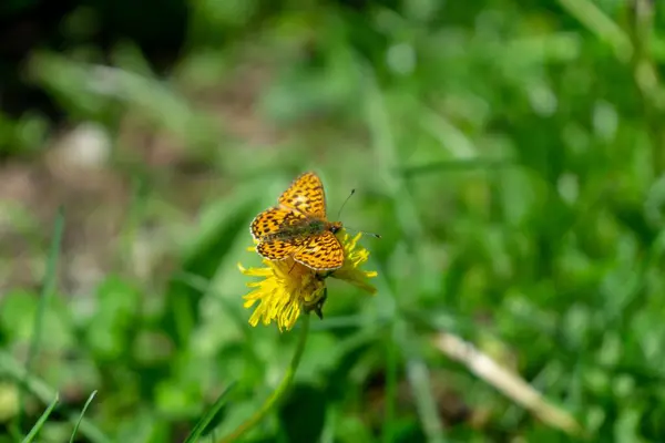Motyl Pięknym Kwiatku Tle Zbliżenie — Zdjęcie stockowe