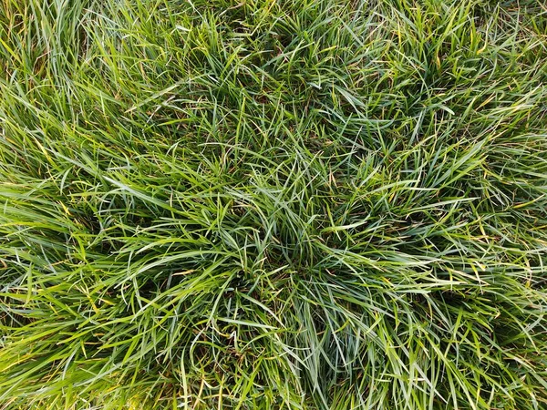 Blick Von Oben Auf Saftig Grünes Gras — Stockfoto