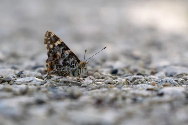 Motyl Tle Asfaltu Zbliżenie — Zdjęcie stockowe