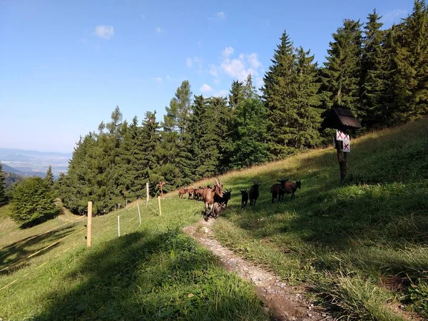 Ziegen Auf Dem Grünen Hügel Slowakei — Stockfoto