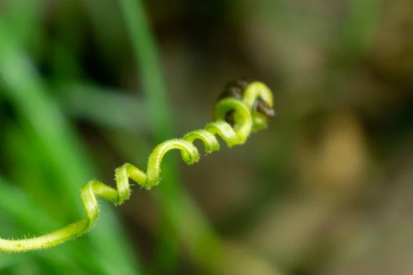 Mooie Groene Plant Weide Slowakije — Stockfoto