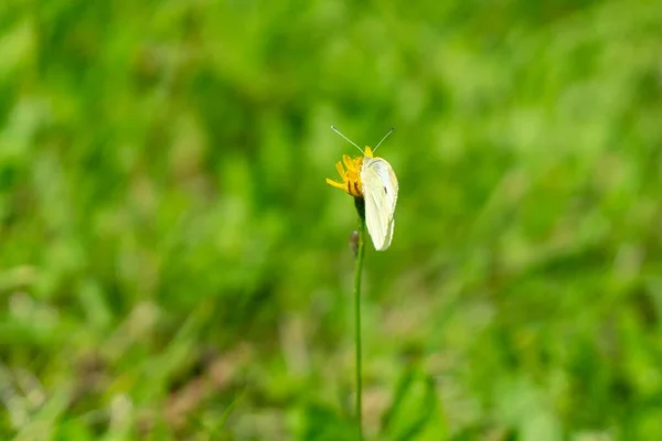 Gele Bloemen Het Veld Close Schot — Stockfoto