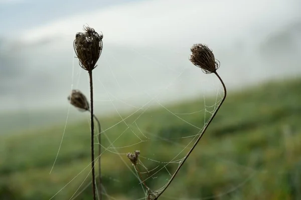 Toile Araignée Dans Champ Printemps — Photo