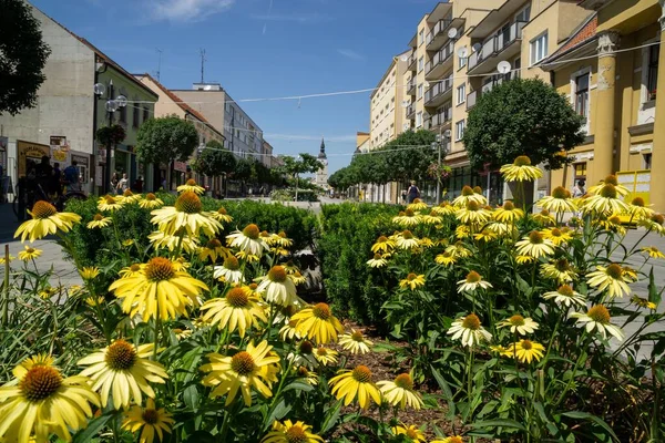 Vackra Blommor Stadsgatan Dagtid Skjuten — Stockfoto