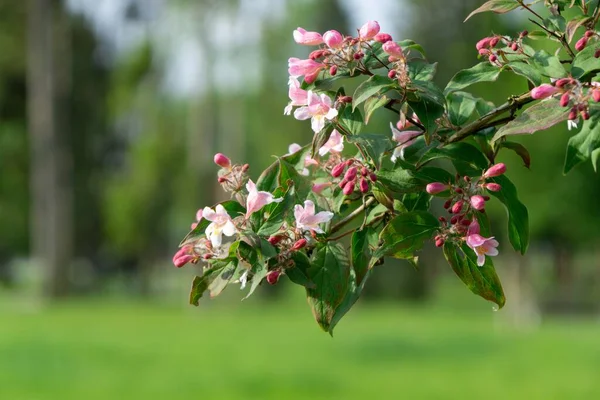 Красивые Цветы Саду Время Весеннего Цветения Словакия — стоковое фото