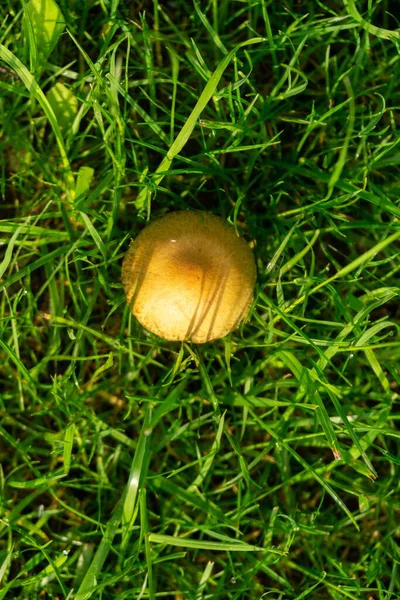 mushroom in green grass on the meadow. Slovakia