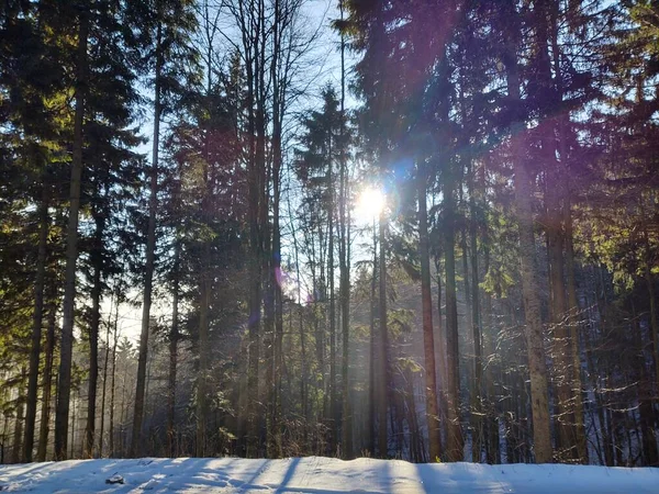 Zauberhafte Bäume Wald Sonnigen Tagen Slowakei — Stockfoto