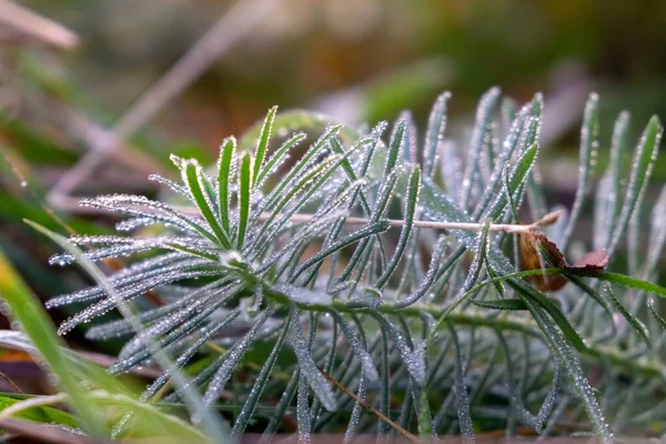 Fir Tree Snow Winter — Stock Photo, Image