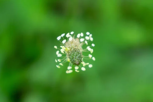 Gyönyörű Botanikai Lövés Természetes Tapéta — Stock Fotó