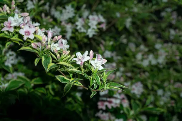 Árvore Florescente Flor Primavera Fechar Tiro — Fotografia de Stock