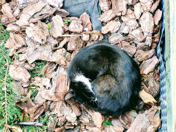 可爱的猫睡在公园外面 — 图库照片
