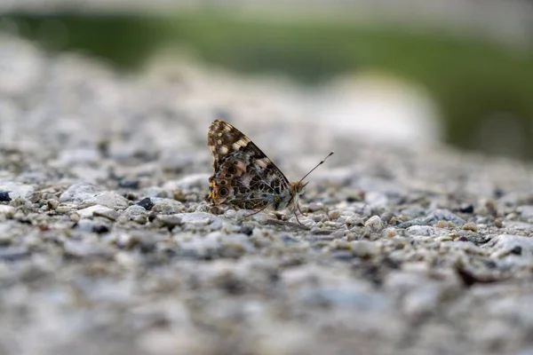 Butterfly Asphalt Background Close — Stock Photo, Image