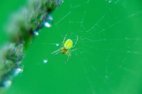 Spinne Mit Netz Aus Nächster Nähe Geschossen — Stockfoto