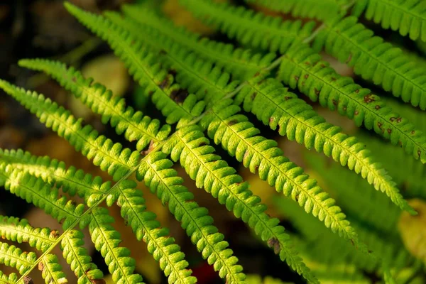 Hermoso Helecho Verde Países Bajos — Foto de Stock