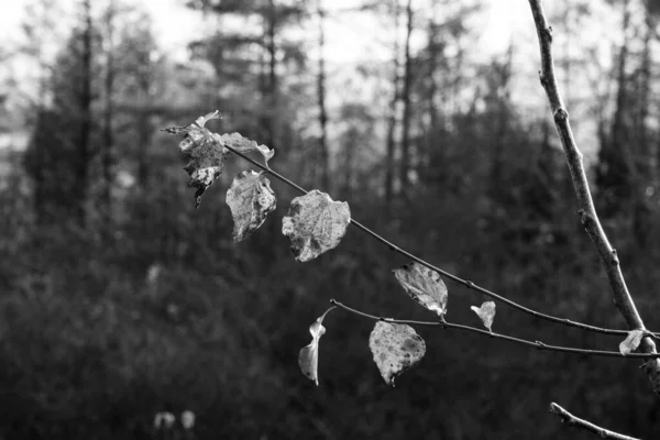 Gros Plan Automne Feuilles Sur Fond — Photo