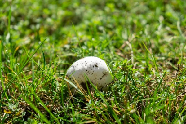 mushroom in green grass on the meadow. Slovakia