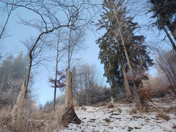 Árboles Mágicos Bosque Durante Día Soleado Países Bajos —  Fotos de Stock