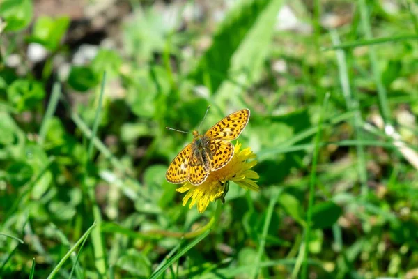 背景の美しい花に蝶 クローズアップ — ストック写真