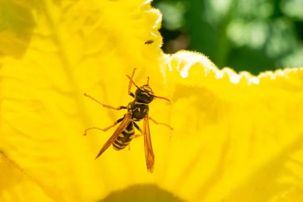 Guêpe Sur Belle Fleur Jaune — Photo