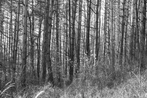 Arbres Magiques Dans Forêt Pendant Journée Ensoleillée Slovaquie — Photo