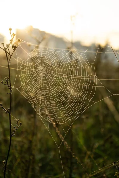 Spider Web Spring Field — Stock Photo, Image