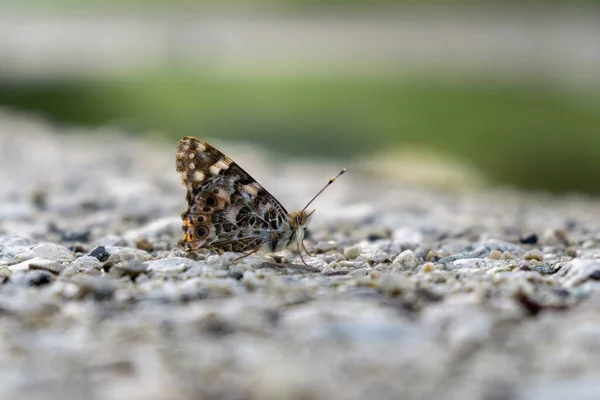 Papillon Sur Fond Asphalte Gros Plan — Photo