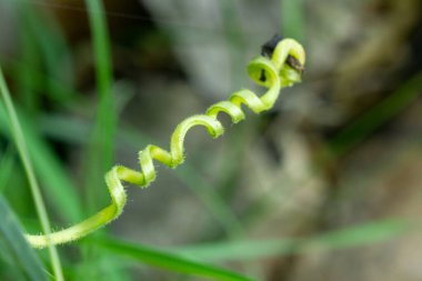 Çayırdaki güzel yeşil bitki. Slovakya