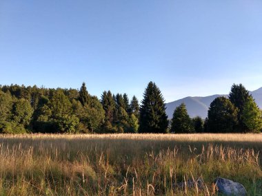 Slovakya 'da ormandaki köknar ağaçları