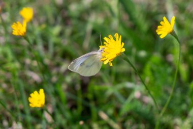 Sarı çiçekler tarlada. Yakın çekim.