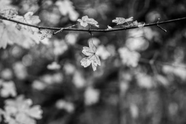 Arkaplanda genç yaprakların yakın plan görüntüsü